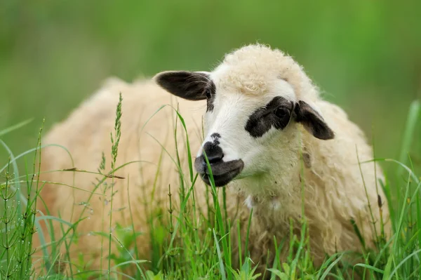 Flock får på en sommar — Stockfoto