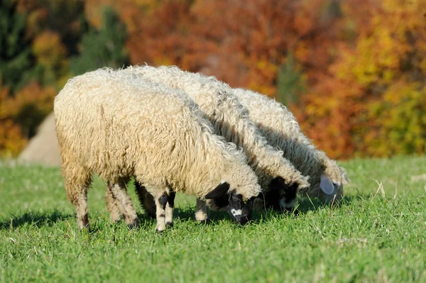 Ovelhas de rebanho em um campo de outono — Fotografia de Stock