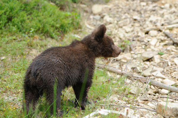 Brown bear cub