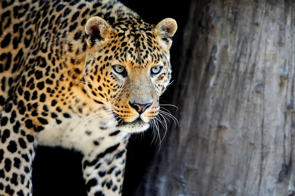 Leopardo — Foto de Stock