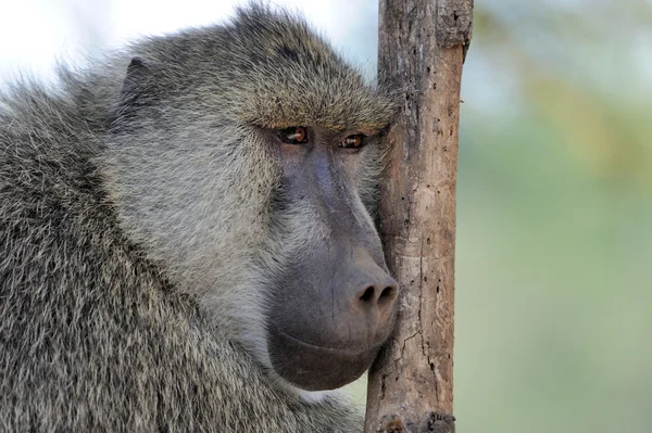 Olive baboon in Masai Mara National Park of Kenya — Stock Photo, Image