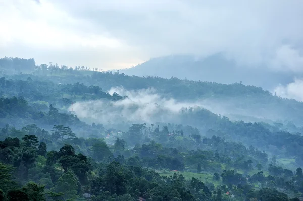 Foresta e nebbia al mattino — Foto Stock