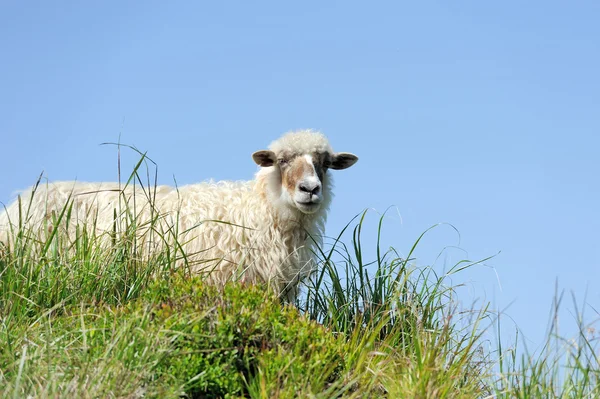 Sheep — Stock Photo, Image