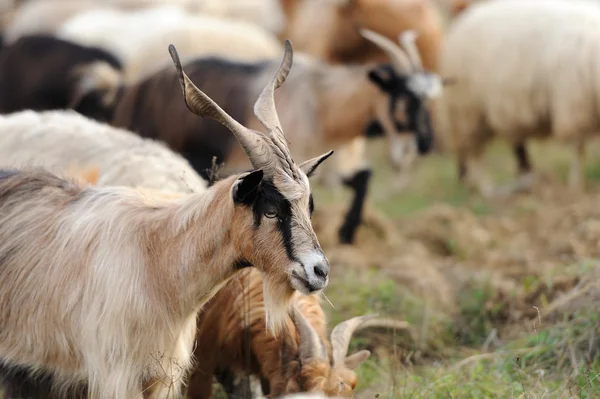 Goat in mountain. Autumn season — Stock Photo, Image