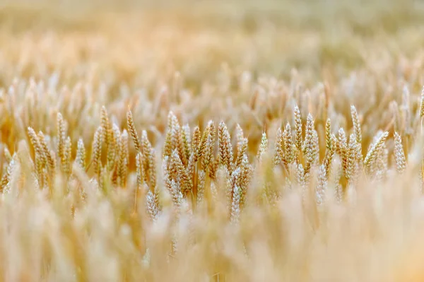 Campo de trigo — Fotografia de Stock