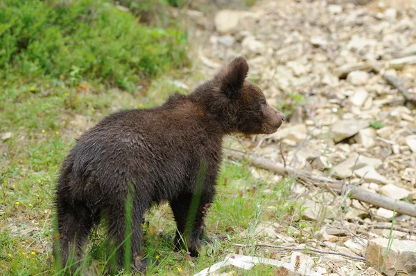 Καφέ αρκούδα cub Εικόνα Αρχείου