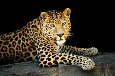 leopar