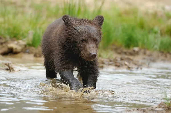 Бурый медвежонок — стоковое фото