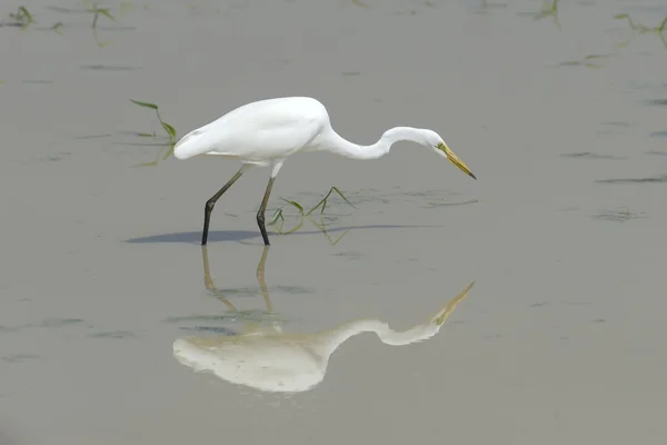 White egret — Stock Photo, Image