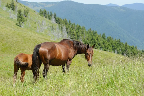 Pferd — Stockfoto