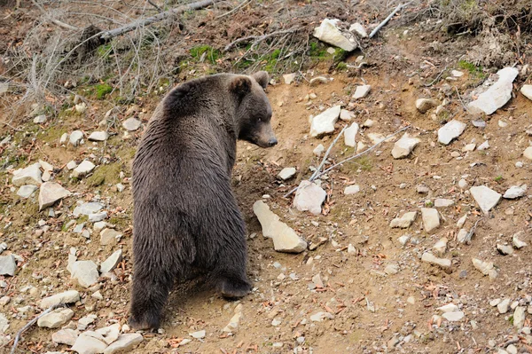 Brown bear — Stock Photo, Image