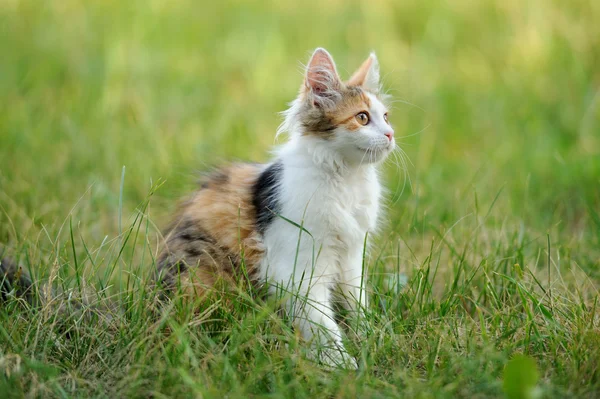 Gato joven — Foto de Stock