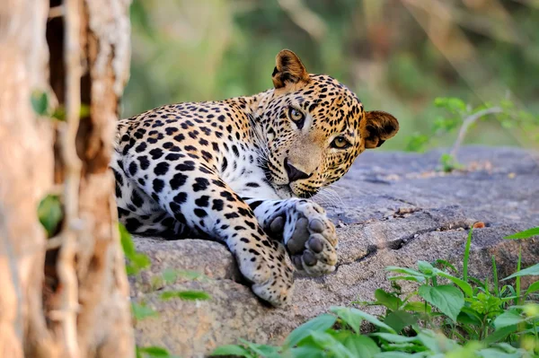 Leopard — Stockfoto