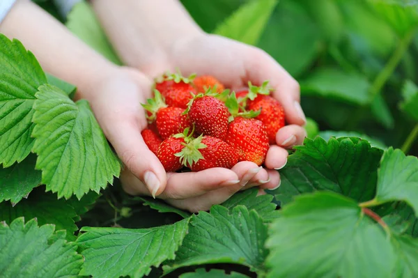 Erdbeeren — Stockfoto