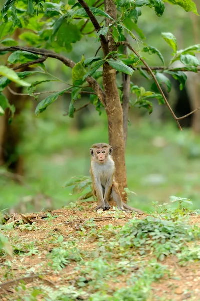 生きている自然の中の猿 — ストック写真