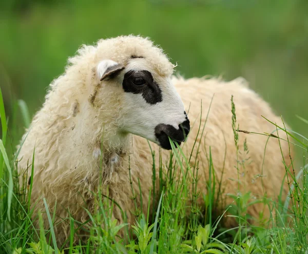 Стадо овец на летнем поле — стоковое фото