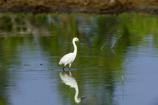 Witte zilverreiger — Stockfoto