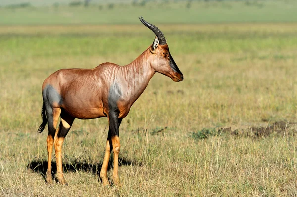 Antilope topi — Foto Stock