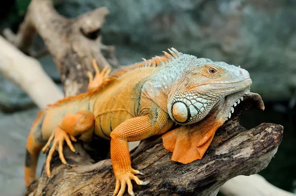 Iguana — Stockfoto