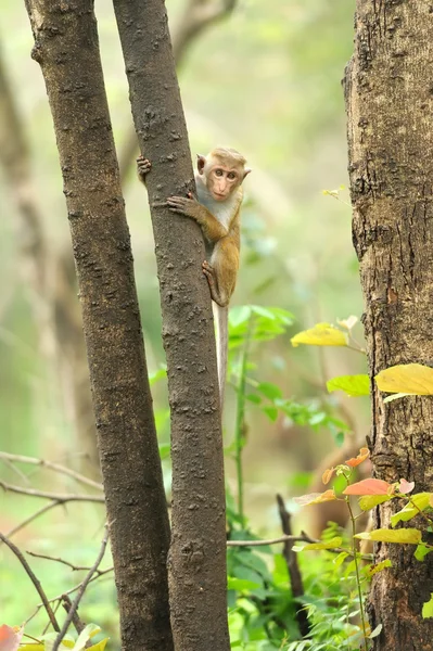 Singe dans la nature vivante — Photo