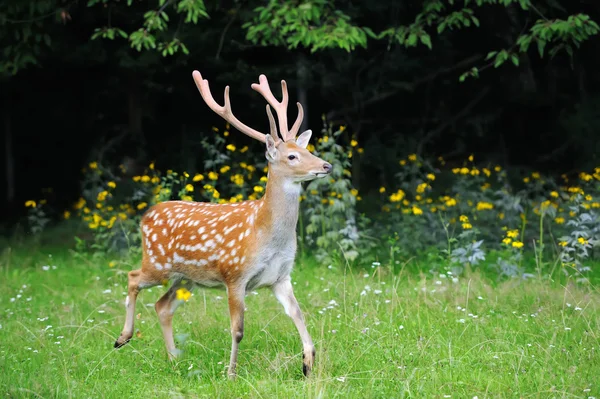 Veado Whitetail de pé em madeira de verão — Fotografia de Stock