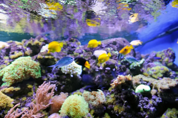 Underwater scene — Stock Photo, Image