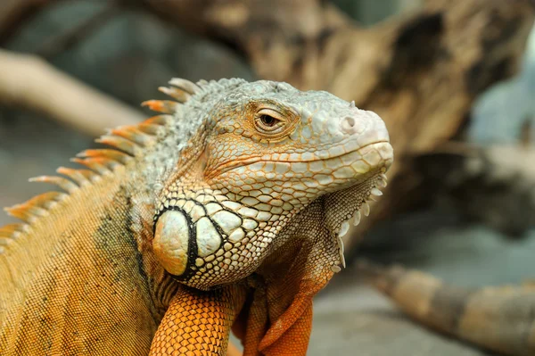 Iguana — Stockfoto