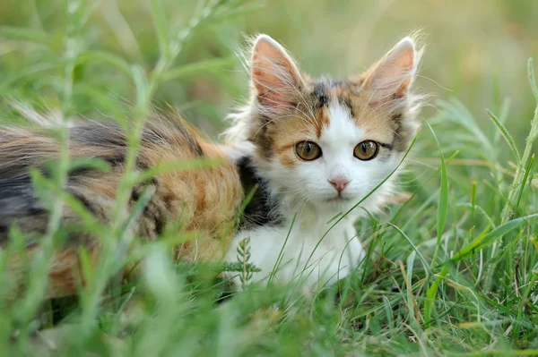 Giovane gatto — Foto Stock