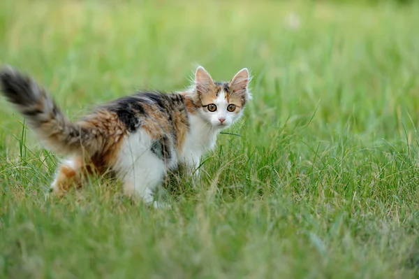 Ung katt — Stockfoto