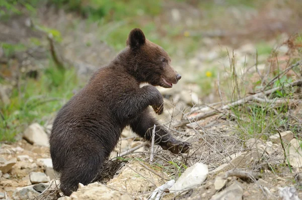 Καφέ αρκούδα cub Φωτογραφία Αρχείου