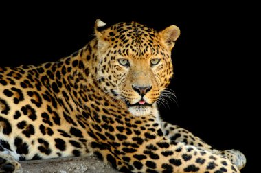 leopar