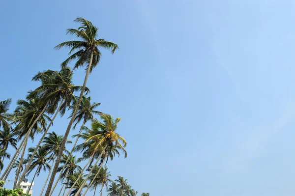 Palmera — Foto de Stock