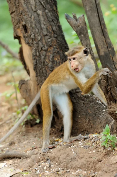 Macaco na natureza viva — Fotografia de Stock