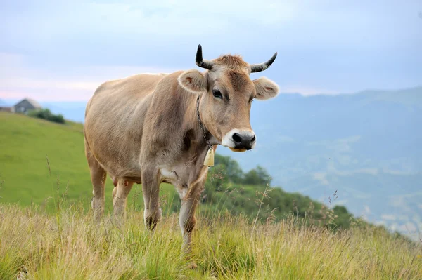 Kráva na horských pastvinách — Stock fotografie