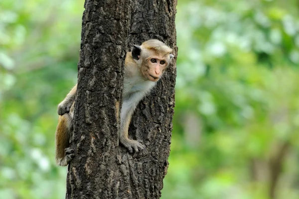 Mono en la naturaleza viva — Foto de Stock