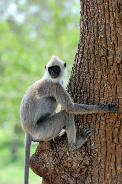 Singe dans la nature vivante — Photo