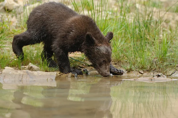 Καφέ αρκούδα cub — Φωτογραφία Αρχείου