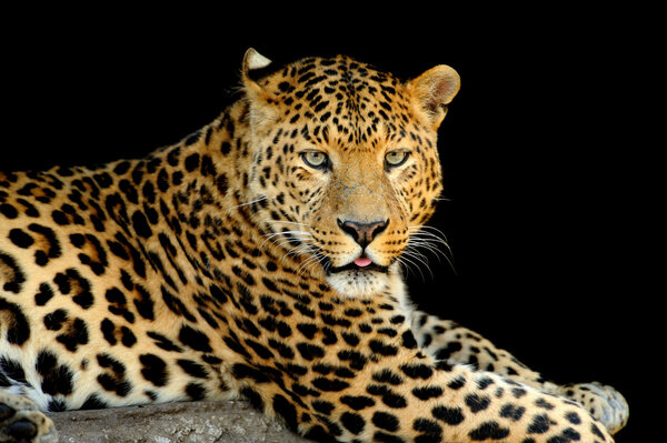 Leopard