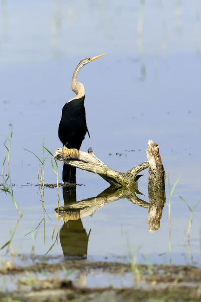 Darter. —  Fotos de Stock