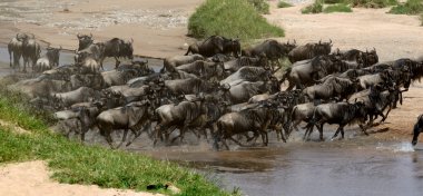 Wildebeest cross a river while migrating clipart