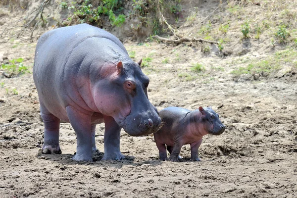 Famille Hippo — Photo