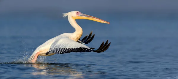 Grande pellicano bianco — Foto Stock