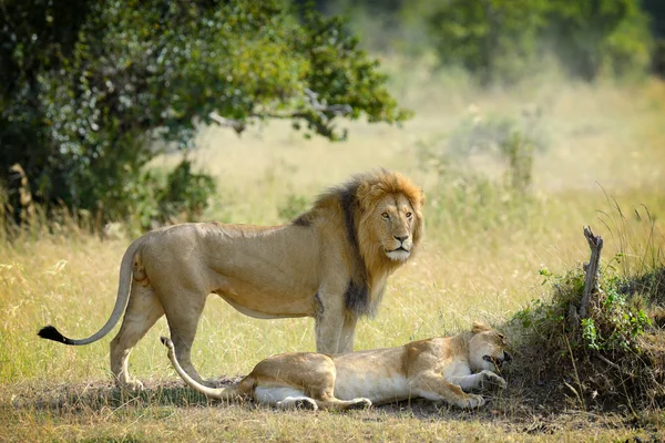 Leone. — Foto Stock