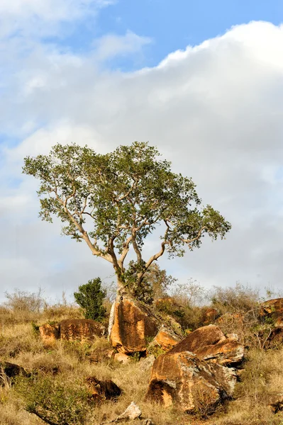 Afrika ağaç manzara — Stok fotoğraf