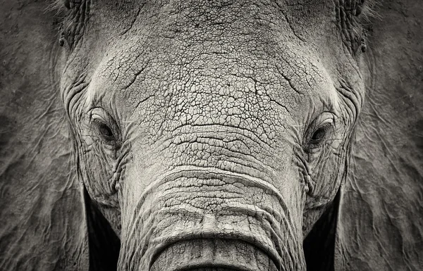 Elefant — Stockfoto