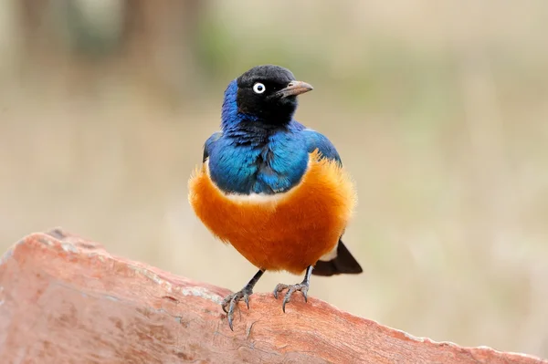 Pássaro colorido soberbo — Fotografia de Stock