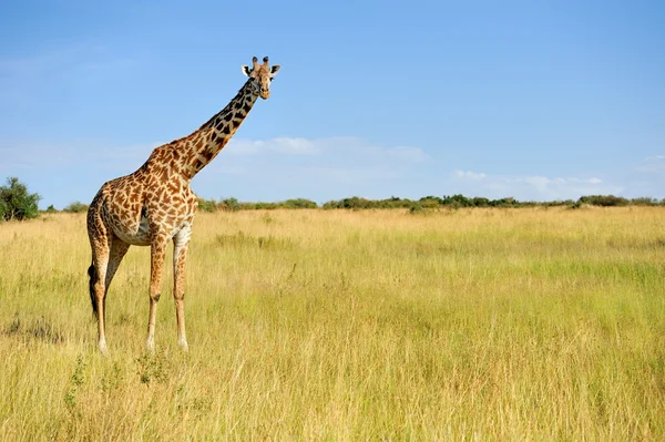 Giraffa — Foto Stock