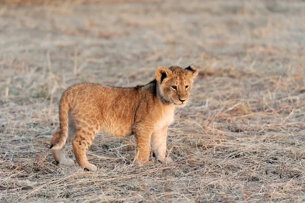 Cucciolo di leone — Foto Stock