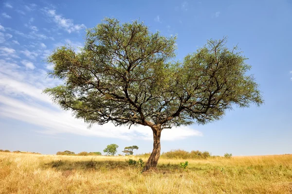 Landskap med träd i Afrika — Stockfoto