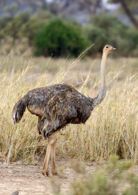 Afrika devekuşu (struthio camelus)